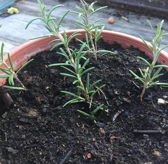 ベッドアンドブレックファースト Villa Dolne Saliby