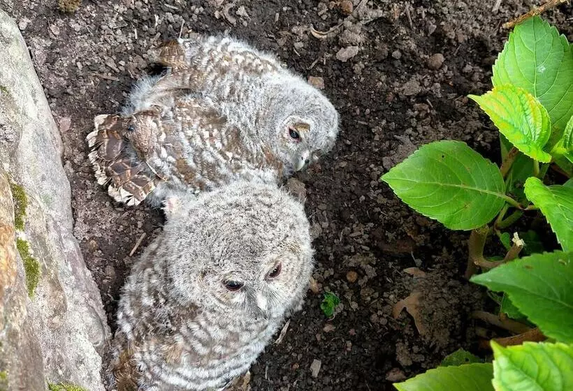 Majatalo Chateau De Heaas