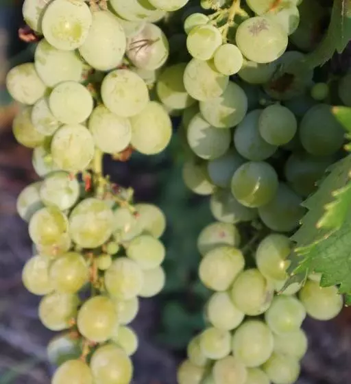 ペンション Cockburn Retreat Home 柏斯悠閒民宿