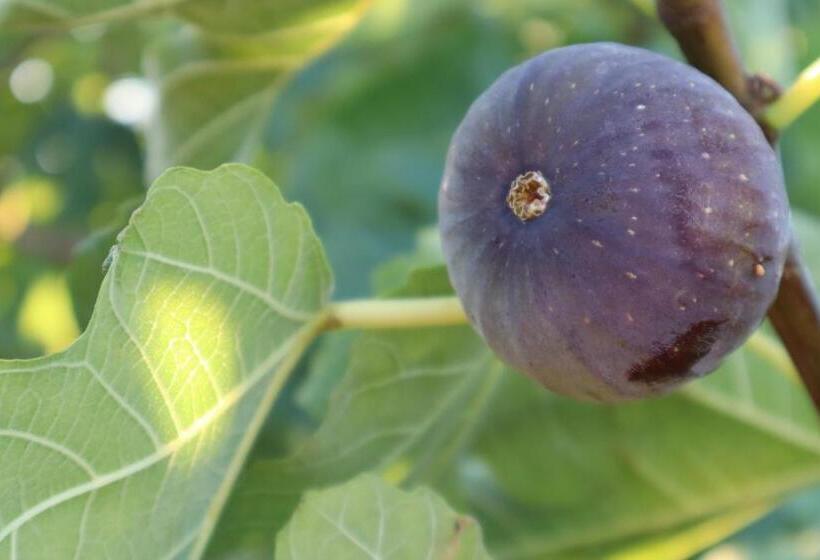 Pensió Cockburn Retreat Home 柏斯悠閒民宿