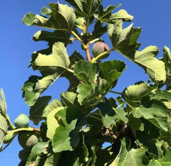 ペンション Cockburn Retreat Home 柏斯悠閒民宿