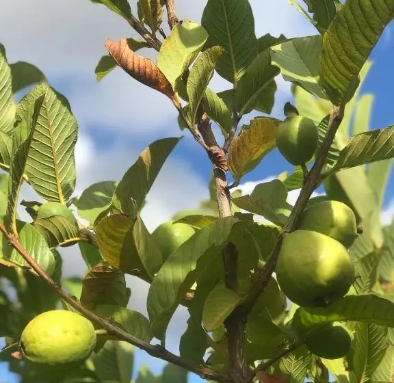 ペンション Cockburn Retreat Home 柏斯悠閒民宿