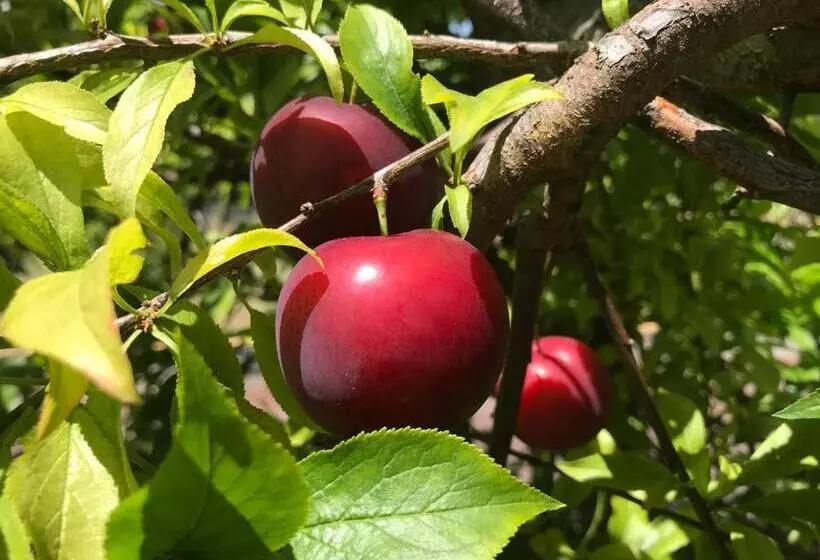 ペンション Cockburn Retreat Home 柏斯悠閒民宿