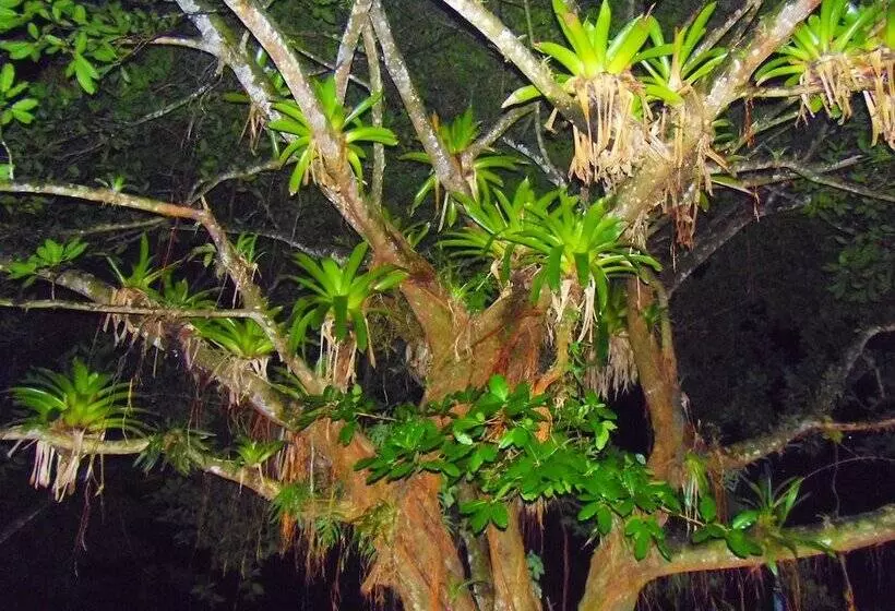 酒店 Heliconias Nature Inn & Hot Springs