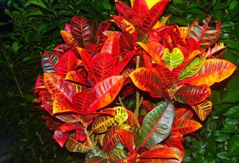 酒店 Heliconias Nature Inn & Hot Springs