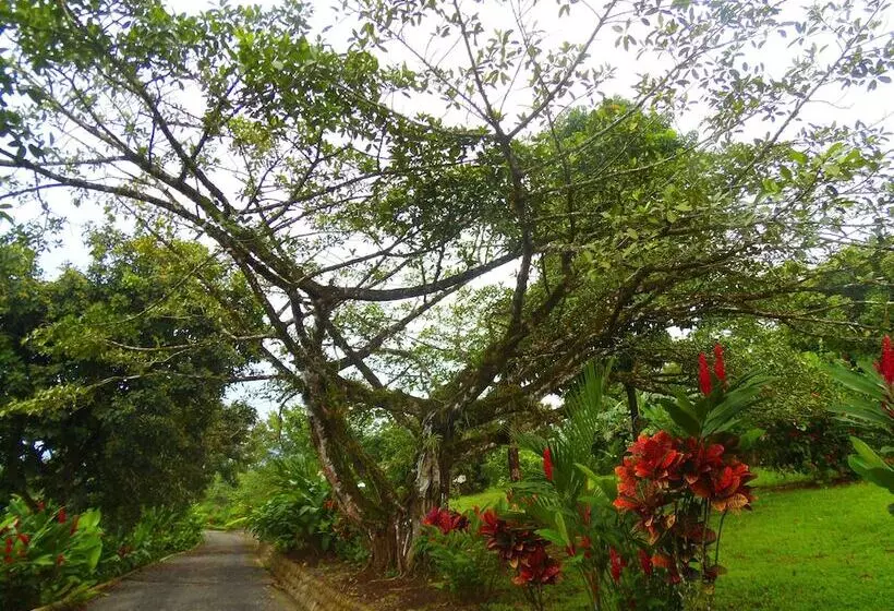 酒店 Heliconias Nature Inn & Hot Springs
