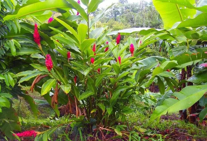 酒店 Heliconias Nature Inn & Hot Springs