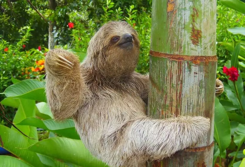 酒店 Heliconias Nature Inn & Hot Springs