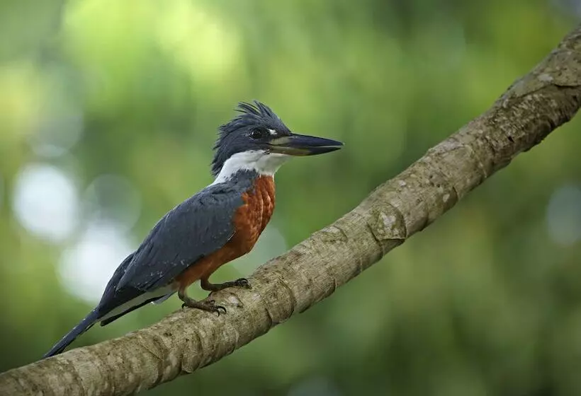 酒店 Heliconias Nature Inn & Hot Springs