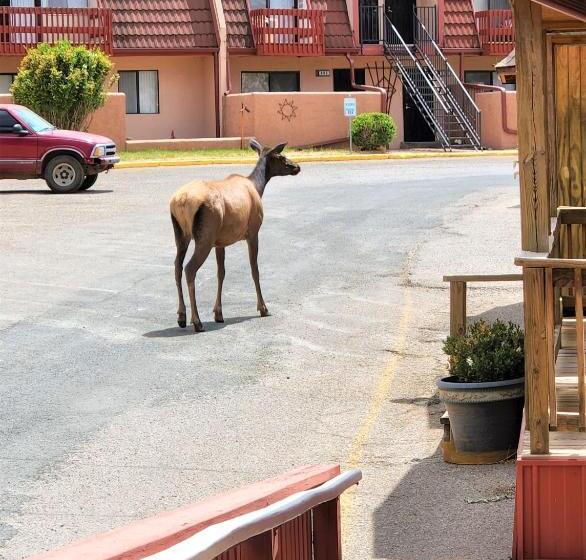 فندق Pinecliff Village Resort