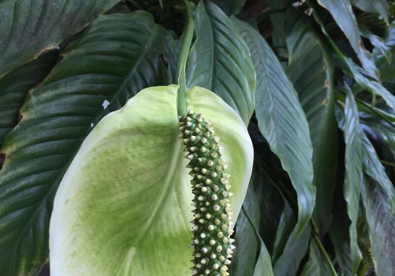 Пансион Tazumal House