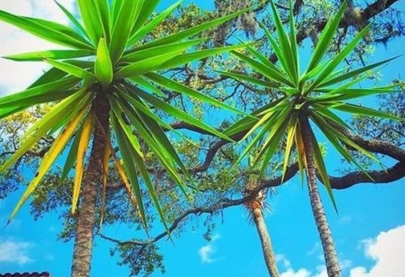 Bed and Breakfast Black Dolphin Inn