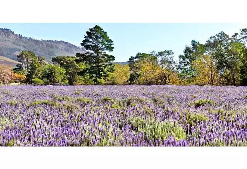 Aamiaismajoitus (B&B) Lavender Farm Guest House