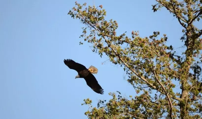 Eagle Rock Bed And Breakfast