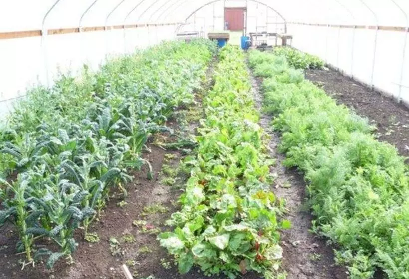 ホテル Excelsior Inn