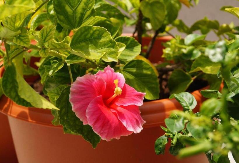 בית מלון כפרי Kumkum