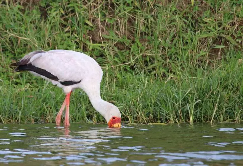 هتل Kasenyi Safari Camp