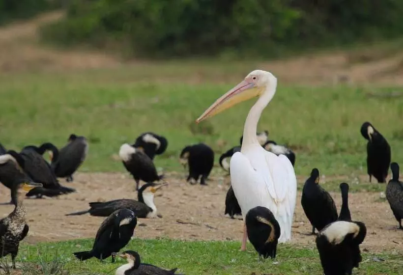 هتل Kasenyi Safari Camp
