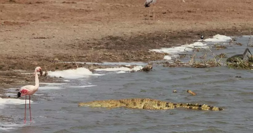 هتل Kasenyi Safari Camp