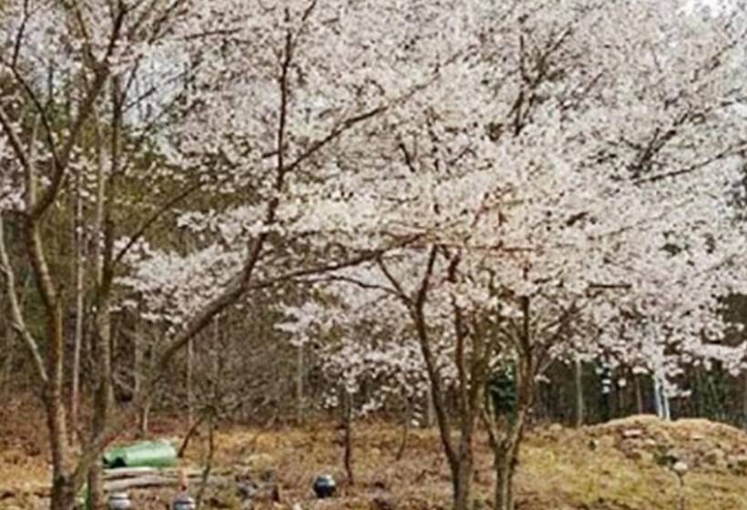 Hotel Olive Wanju Pension