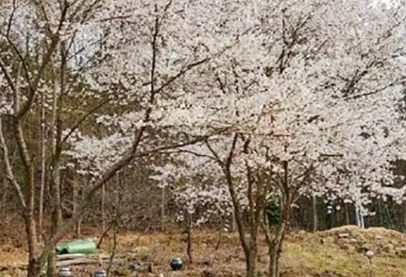 Hotelli Olive Wanju Pension