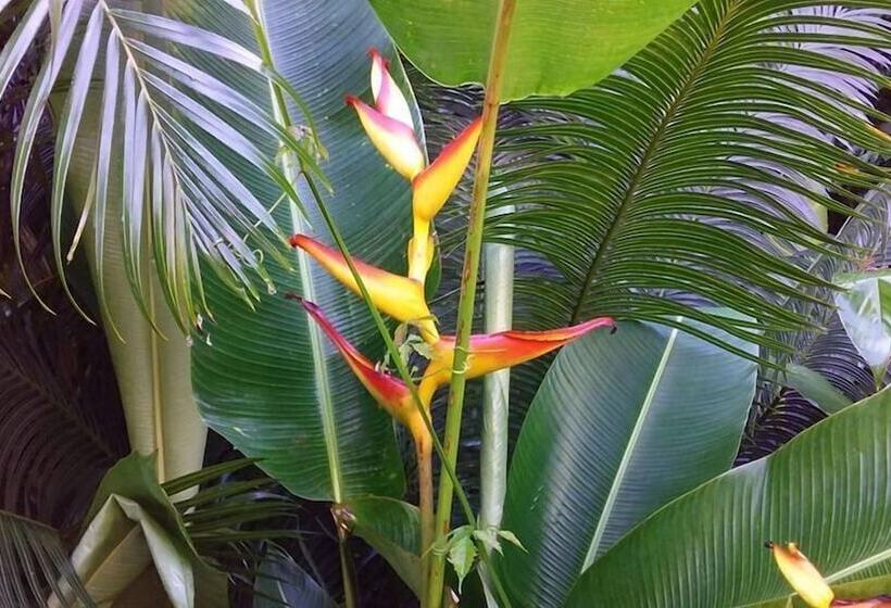 ホテル Pousada Flor Da Cocanha