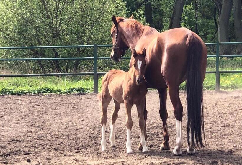 旅馆 Dworek Bielin