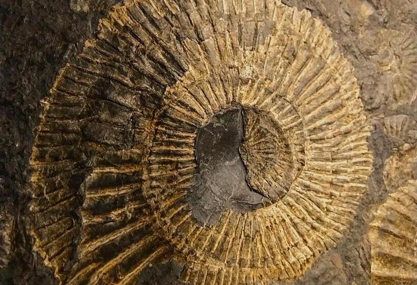 فندق صغير Noclegi Jurapark Krasiejów