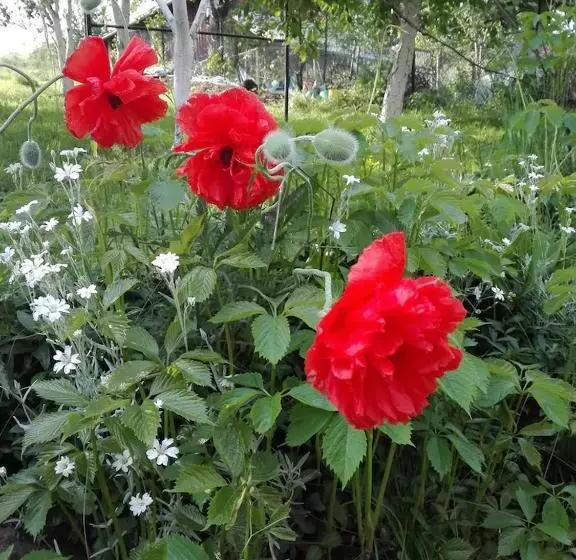 ホテル Agroturystyka Janiczek Tuchów