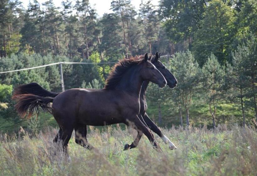 酒店 Agroturystyka Olzoja