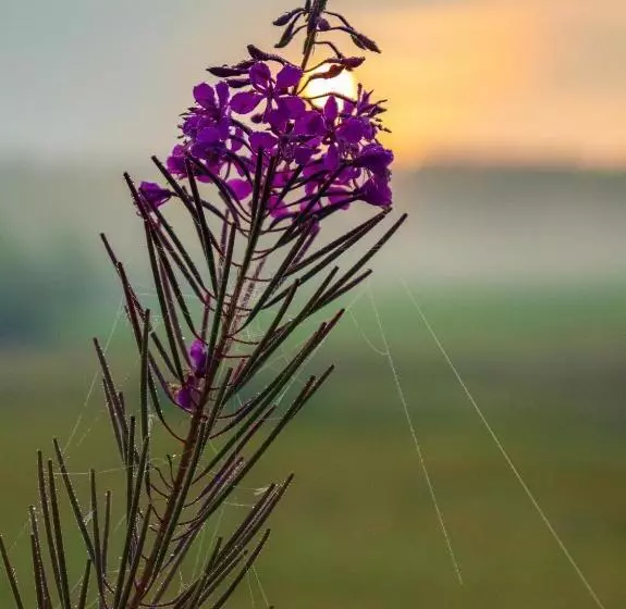 ホテル Nad Panną