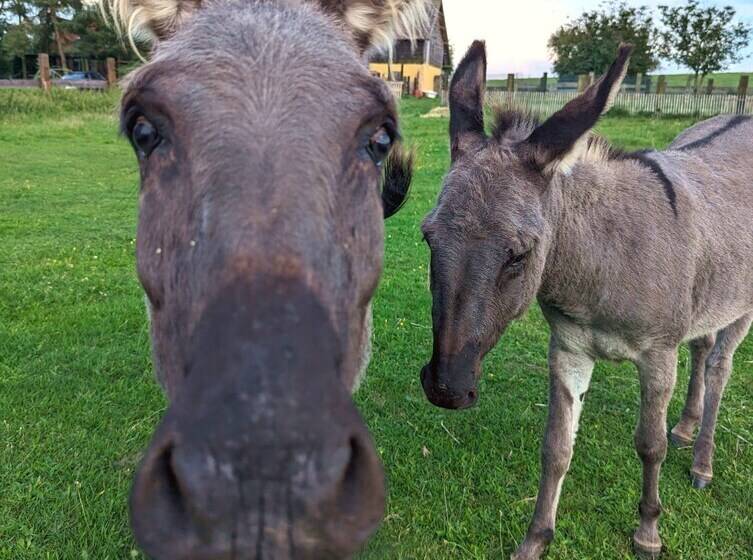 호텔 Ranczo Annabella