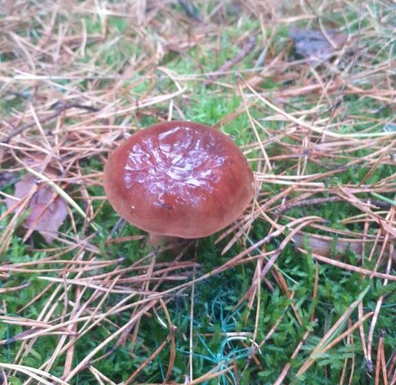 Pension Noclegi Pod Dębem, Pulandia Brzózki