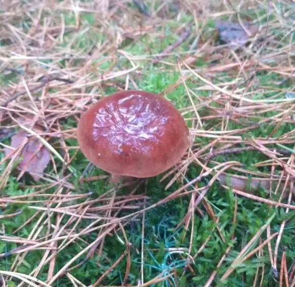 Majatalo Noclegi Pod Dębem, Pulandia Brzózki