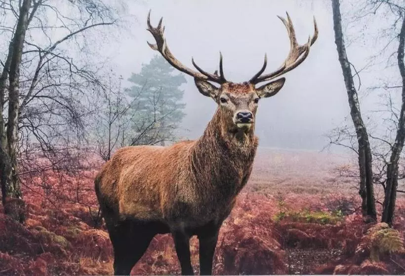 ベッドアンドブレックファースト Biały Jeleń Z Basenem I Jacuzzi