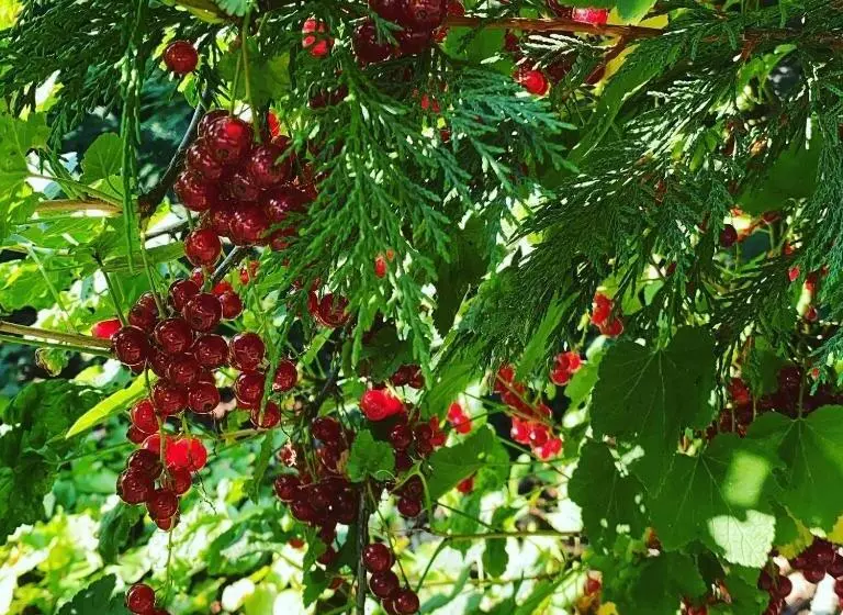 Majatalo Palac Osowo Gostynskie