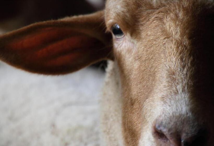 ベッドアンドブレックファースト The Inn At Honey Run