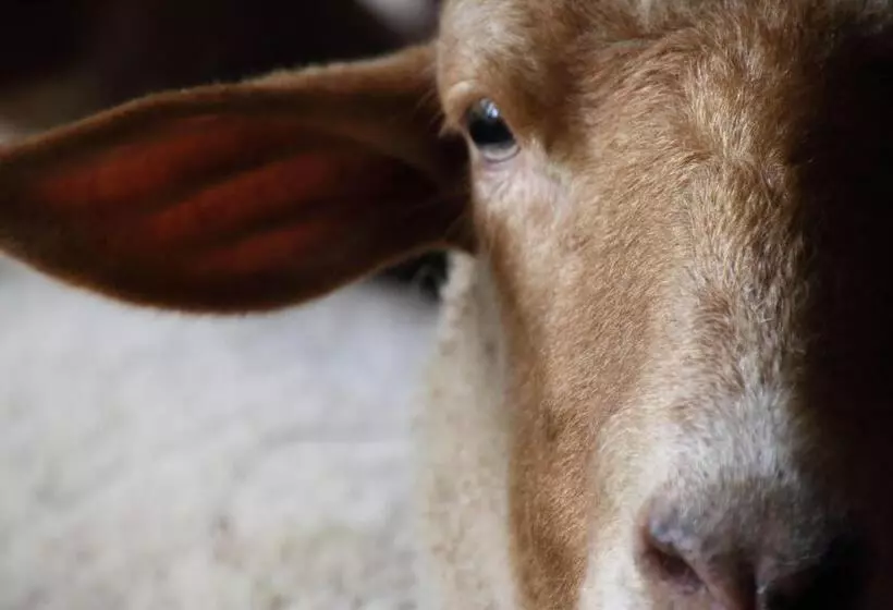 مبيت وإفطار The Inn At Honey Run