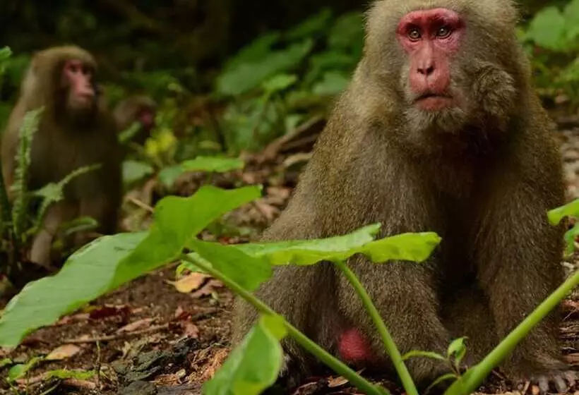 Sankara Hotel & Spa Yakushima