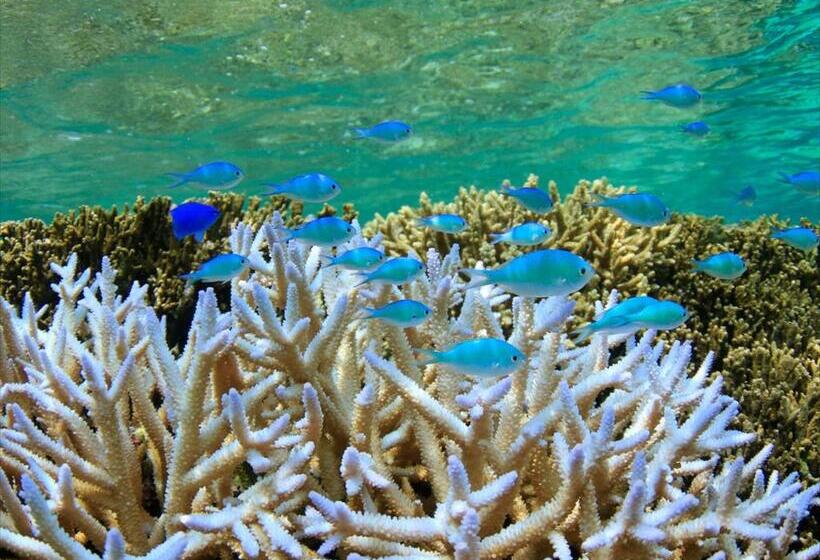 בית מלון כפרי Shigira Bayside Suite Allamanda