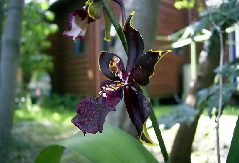 Planula Bed & Breakfast Retreat