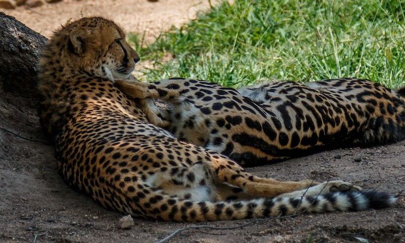 Shikwari Nature Reserve