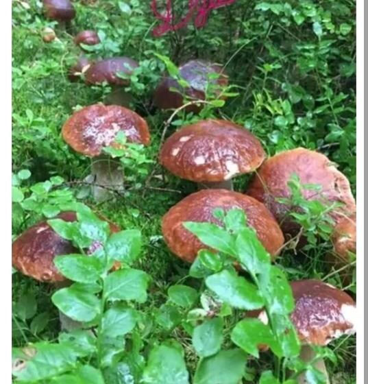 בית מלון כפרי Noclegi święta Katarzyna ,, Pod Jeleniami Prawdziwymi