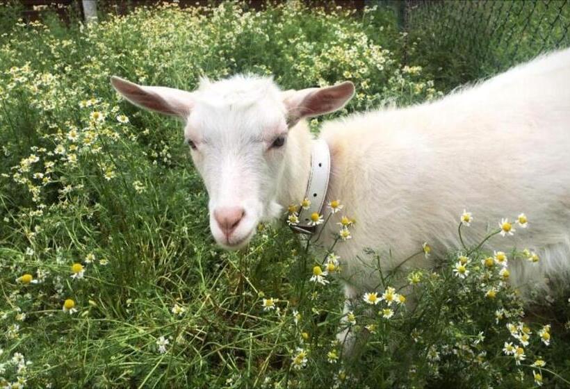 בית מלון כפרי Noclegi święta Katarzyna ,, Pod Jeleniami Prawdziwymi