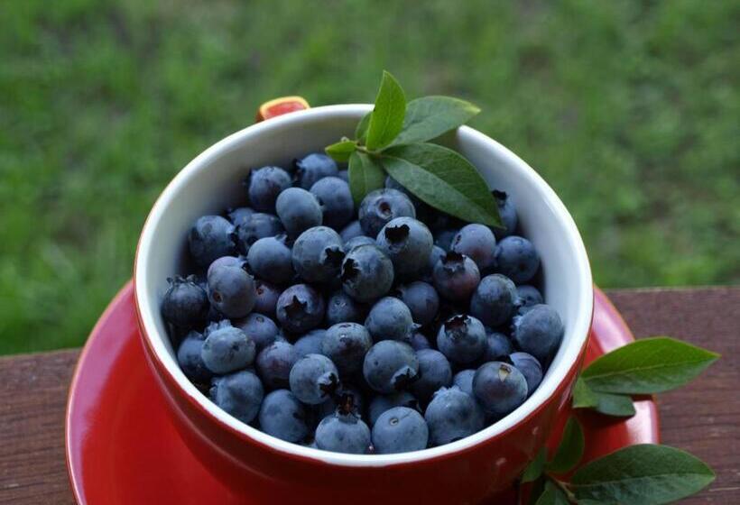 בית מלון כפרי Wieża Marzeń