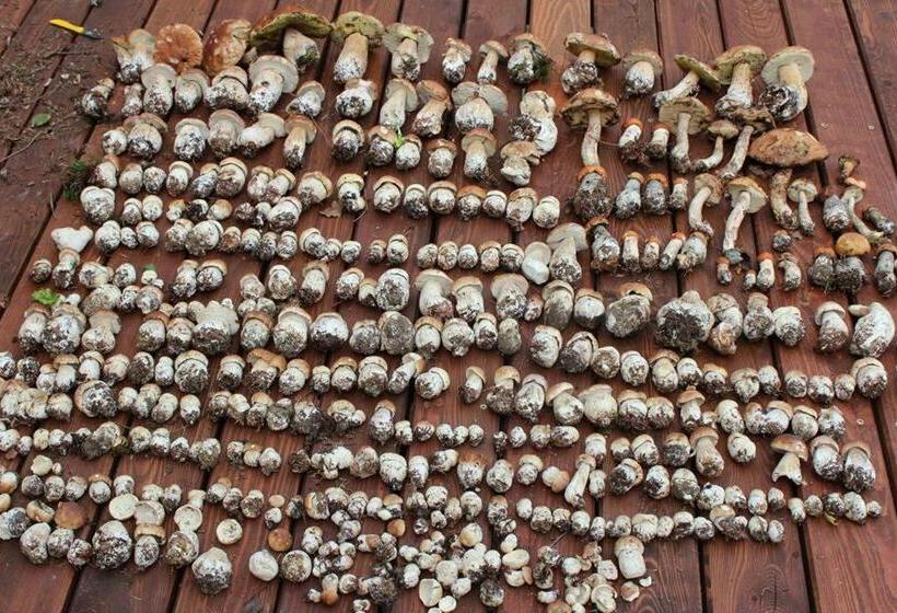 Bed and Breakfast Dom Malowany