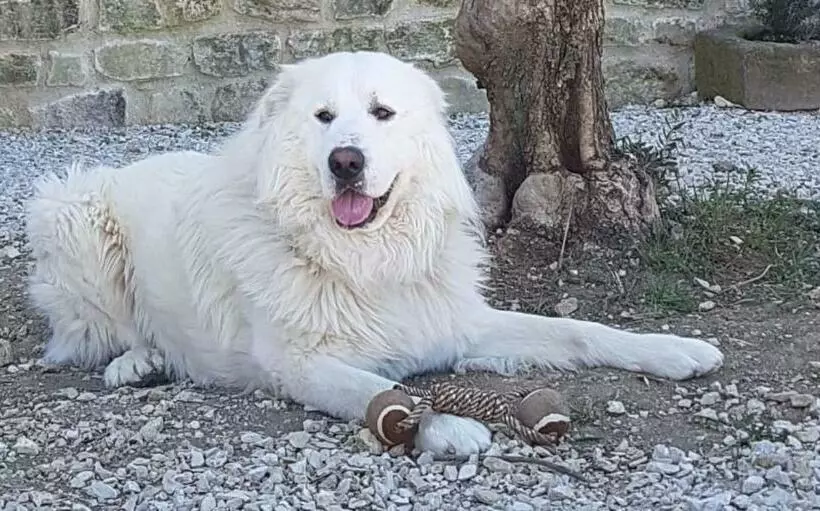 Aamiaismajoitus (B&B) Mas Le Jas