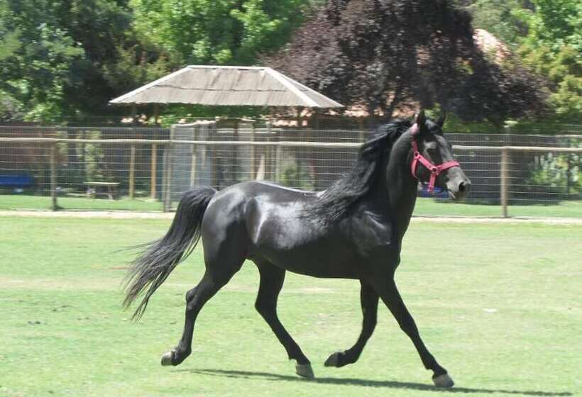 Bed & Breakfast Casa Los Ciervos