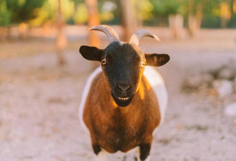 هاستل Cliff Surf House