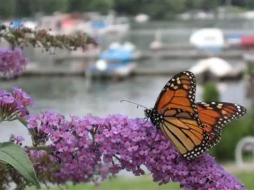 ベッドアンドブレックファースト Antons On The Lake